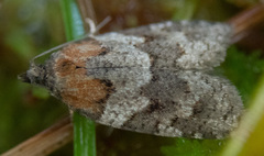 Acleris gloveranus