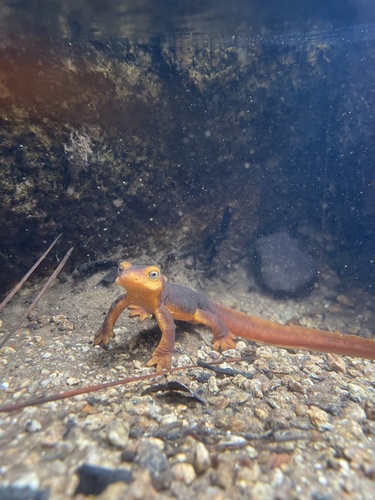 Sierra Newt
