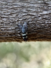 Anthomyia vicarians