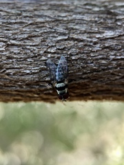 Anthomyia vicarians