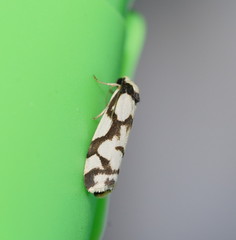 Scaptesyle dichotoma