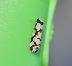 Scaptesyle dichotoma