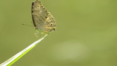 Junonia atlites atlites