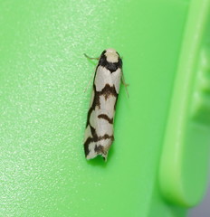 Scaptesyle dichotoma