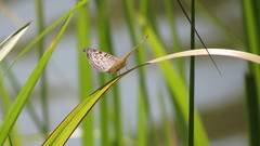 Junonia atlites atlites