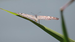 Junonia atlites atlites