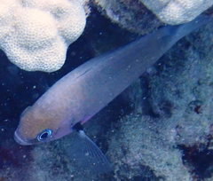 Pycnochromis
