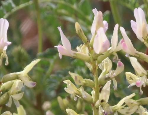 Astragalus lentiginosus var. yuccanus