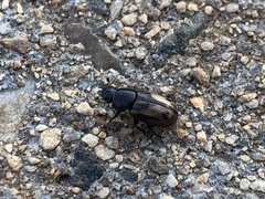 Chilothorax