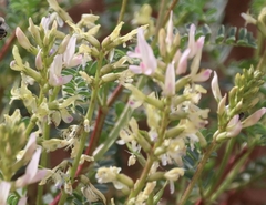Astragalus lentiginosus yuccanus