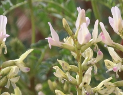 Astragalus lentiginosus yuccanus