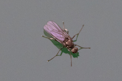 Oedoparena
