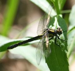 Hylogomphus adelphus