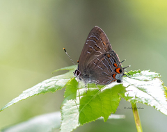 Satyrium liparops floridensis