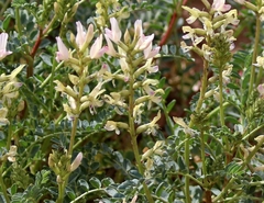 Astragalus lentiginosus yuccanus