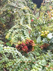 Disterigma acuminatum