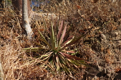 Agave colimana