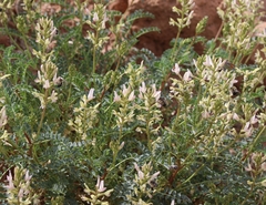 Astragalus lentiginosus yuccanus