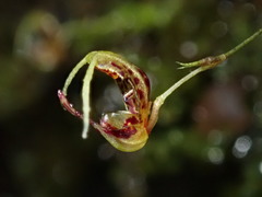 Scaphosepalum beluosum, photograph (c) Nolan Exe, some rights reserved (CC BY)