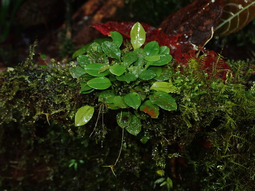 Scaphosepalum beluosum, photograph 2