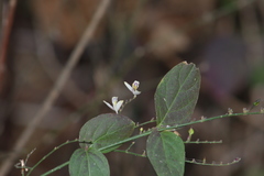 Carlowrightia arizonica