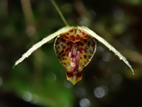 Scaphosepalum beluosum