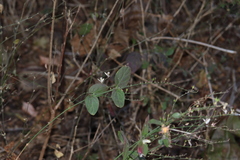 Carlowrightia arizonica