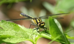 Hylogomphus adelphus