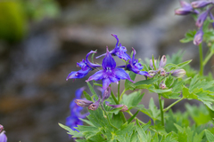 Delphinium brachycentrum