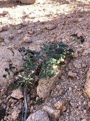 Lomatium mohavense