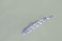 Heterotilapia buettikoferi