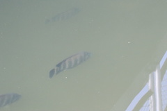 Heterotilapia buettikoferi