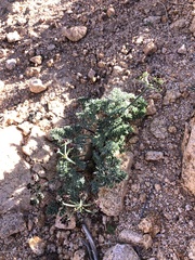 Lomatium mohavense