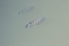 Heterotilapia buettikoferi