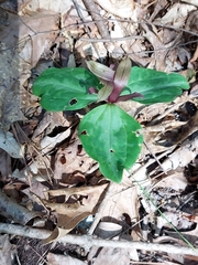 Trillium reliquum