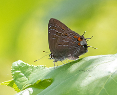 Satyrium liparops floridensis