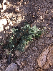 Lomatium mohavense