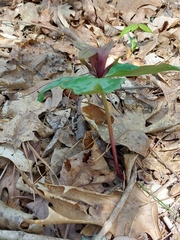 Trillium reliquum