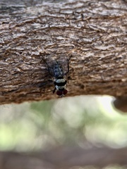 Anthomyia vicarians