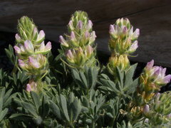 Lupinus microcarpus microcarpus