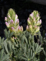 Lupinus microcarpus microcarpus