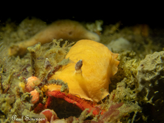 Aphelodoris