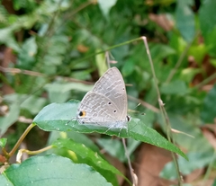 Catochrysops strabo strabo