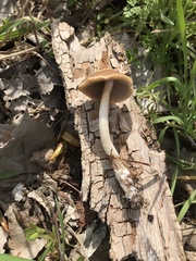 Psathyrella pseudovernalis