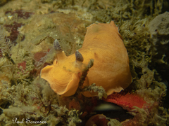 Aphelodoris
