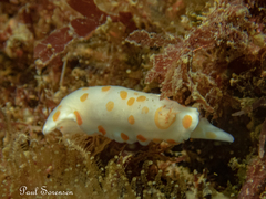 Goniobranchus tasmaniensis
