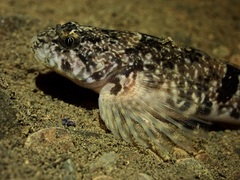 Cottus aleuticus