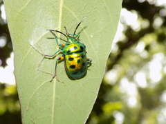 Chrysocoris