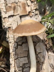 Psathyrella pseudovernalis