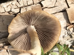 Psathyrella pseudovernalis